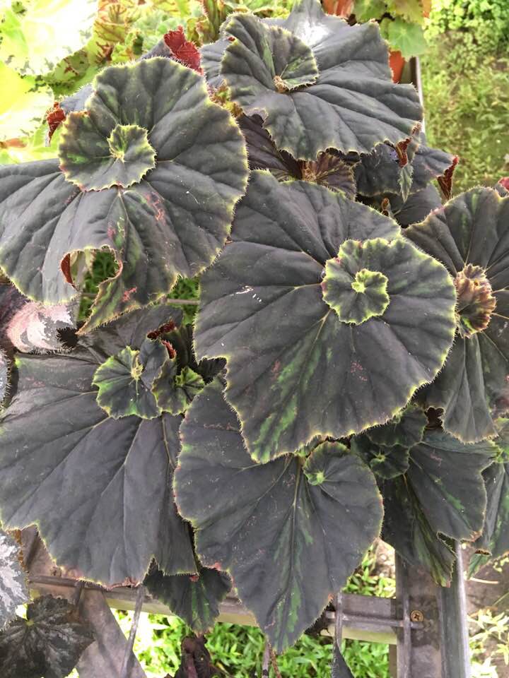 B. ‘Twirling Curls’